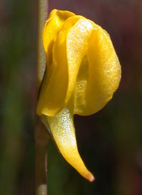 Rush Bladderwort