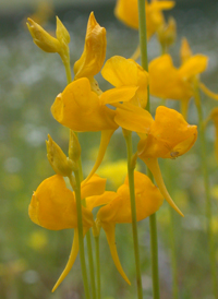 Rush Bladderwort