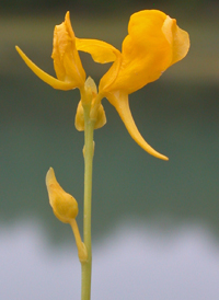 Rush Bladderwort