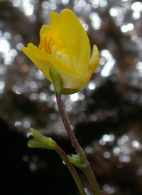 Common Bladderwort