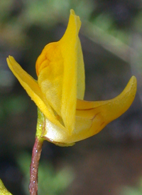 Common Bladderwort