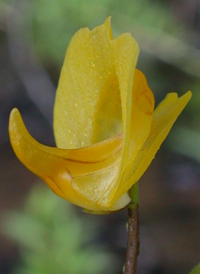 Common Bladderwort