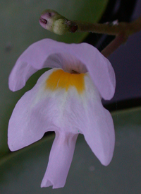 Eastern Purple Bladderwort