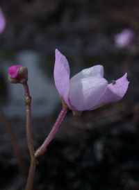 Eastern Purple Bladderwort