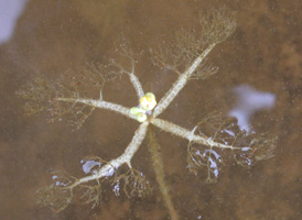 Floating Bladderwort