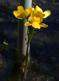 Floating Bladderwort