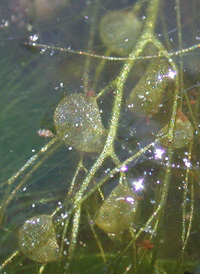 Floating Bladderwort