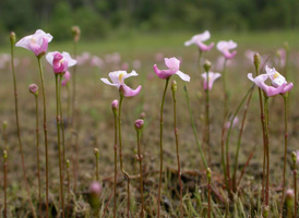 Lavender Bladderwort