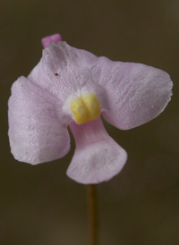 Lavender Bladderwort