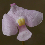 Lavender Bladderwort Lavender Bladderwort