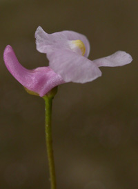 Lavender Bladderwort