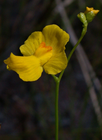 Striped Bladderwort