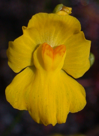 Striped Bladderwort