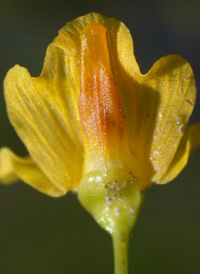 Striped Bladderwort