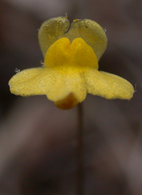 Zigzag Bladderwort