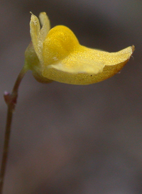 Zigzag Bladderwort