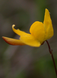 Zigzag Bladderwort