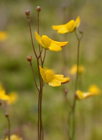 Zigzag Bladderwort