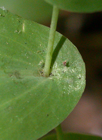 Perfoliate Bellwort