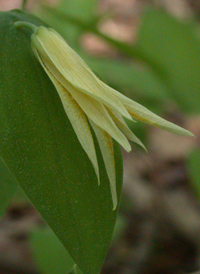 Perfoliate Bellwort