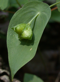 Perfoliate Bellwort