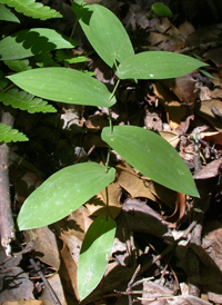 Perfoliate Bellwort