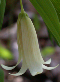 Sessile-leaved Bellwort