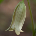 Sessile-leaved Bellwort Sessile-leaved Bellwort