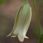 Sessile-leaved Bellwort