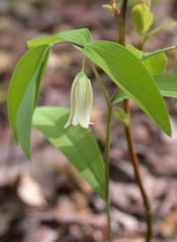 Sessile-leaved Bellwort