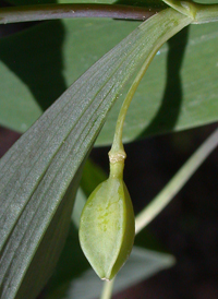 Sessile-leaved Bellwort