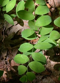 Sessile-leaved Bellwort