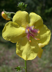 Moth Mullein