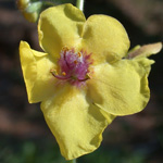 Moth Mullein Moth Mullein