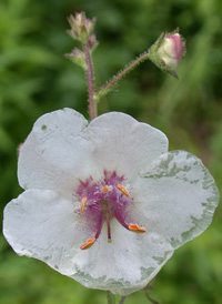 Moth Mullein