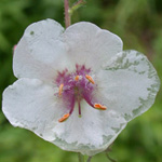 Moth Mullein Moth Mullein