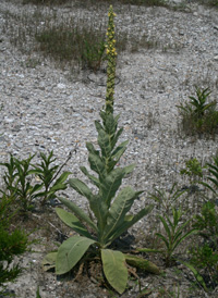 Great Mullein