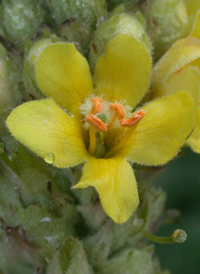 Great Mullein