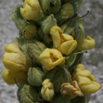 Great Mullein Great Mullein