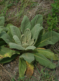 Great Mullein