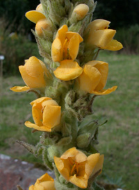 Great Mullein