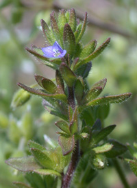 Wall Speedwell