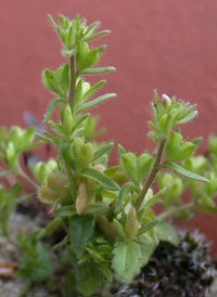 Wall Speedwell