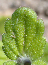 Wall Speedwell