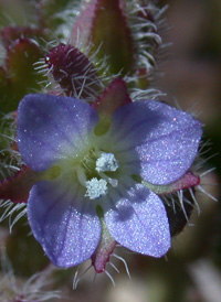 Ivy-leaved Speedwell