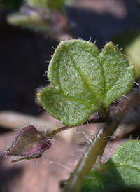 Ivy-leaved Speedwell