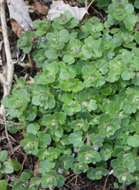 Ivy-leaved Speedwell