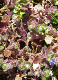 Ivy-leaved Speedwell