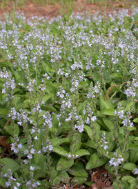 Heath Speedwell