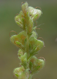 Heath Speedwell